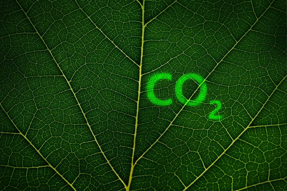 Close-up of a leaf with green light CO2 on it.